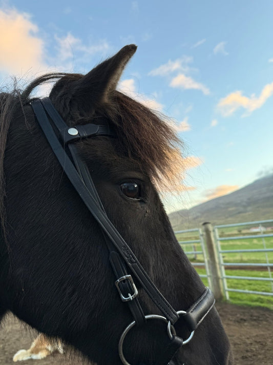 Nasamúll brúnn - Sveifla