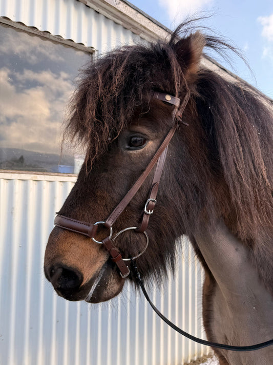 Noseband brown - Sveifla