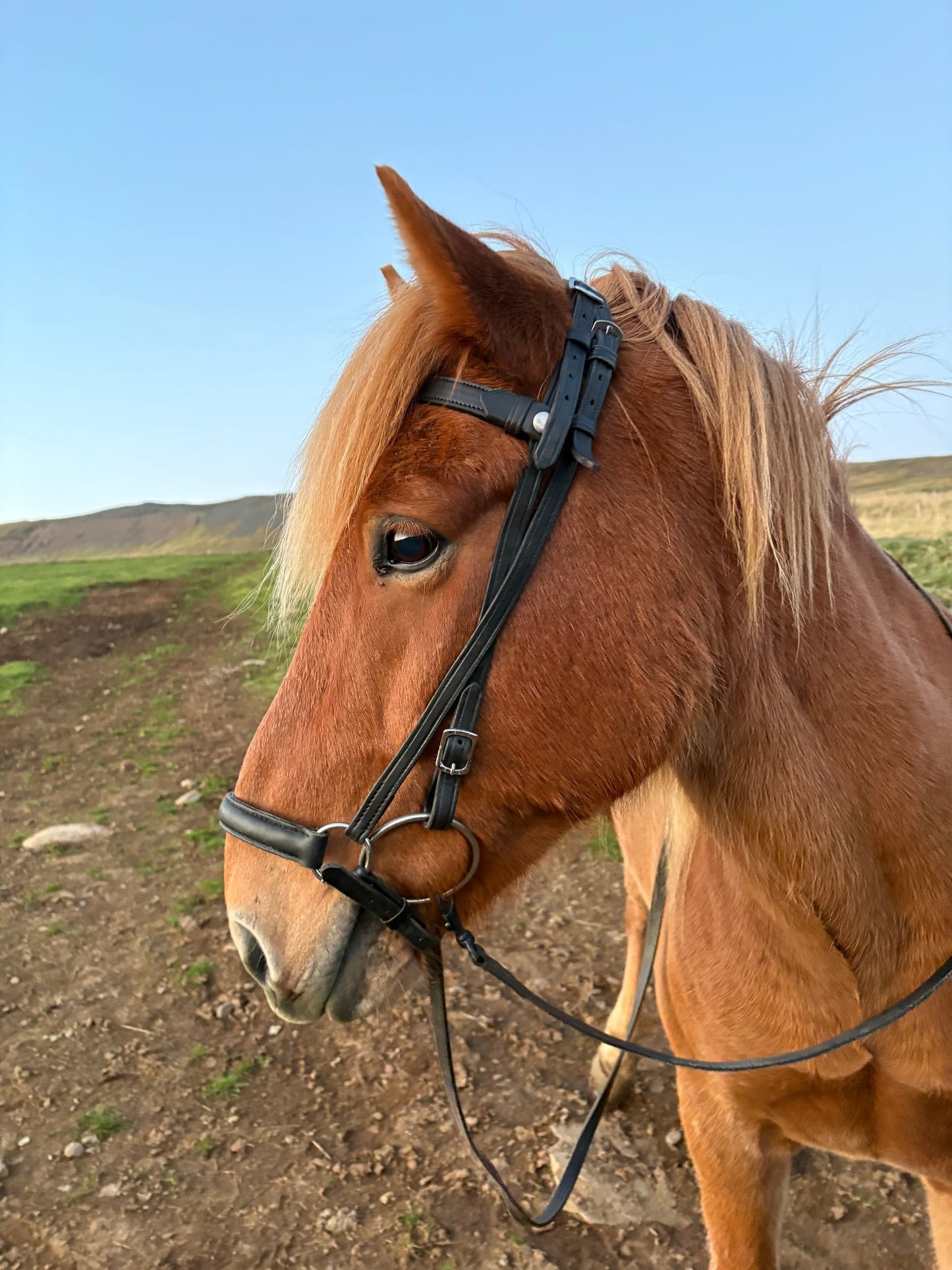 Noseband black - Sveifla