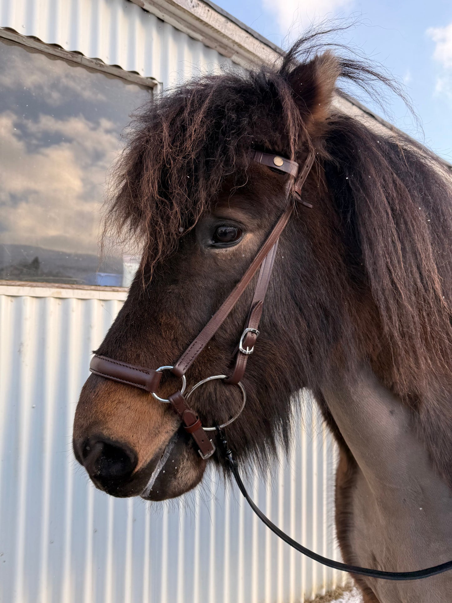 Noseband brown - Sveifla