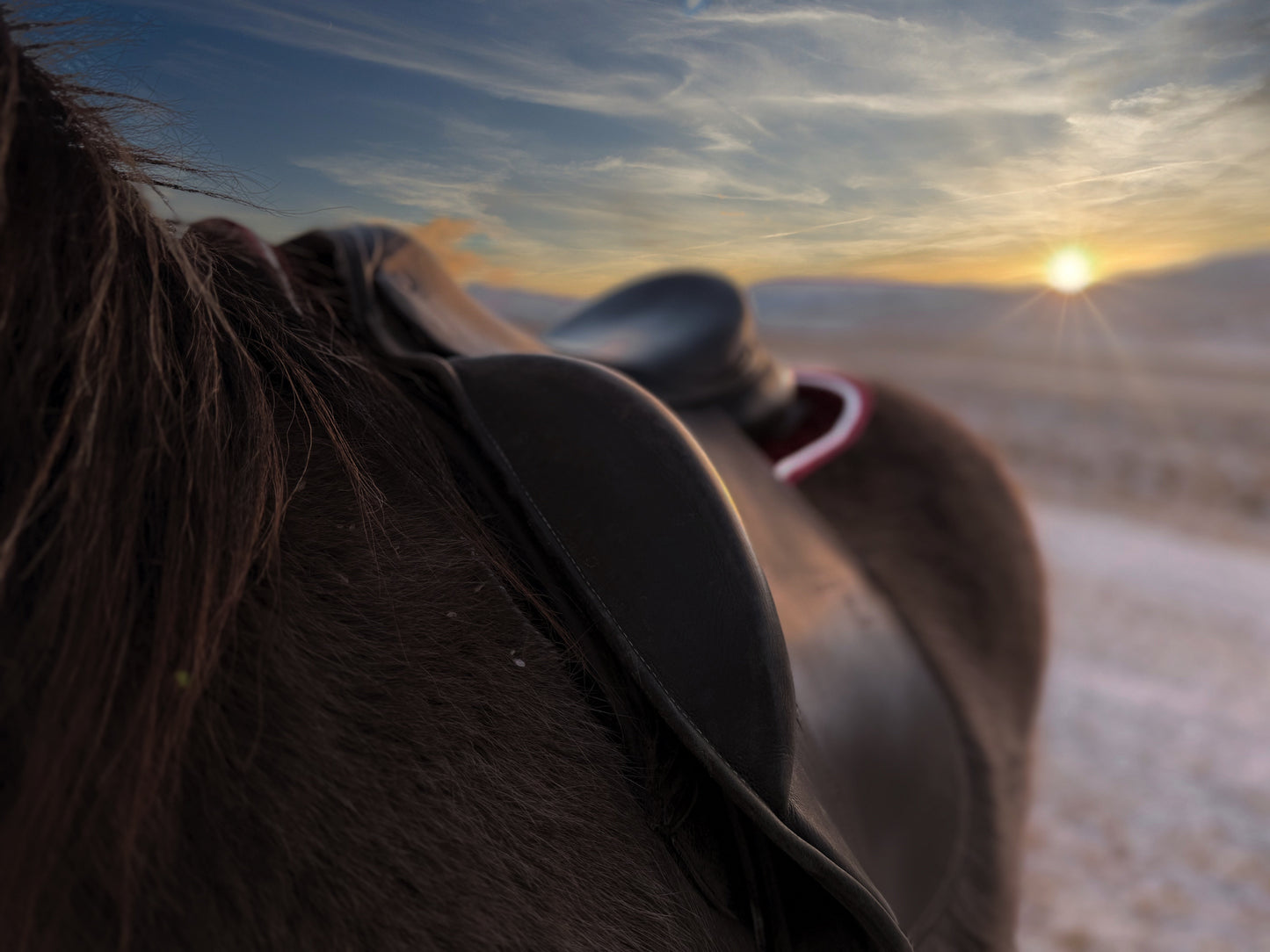 Saddle Pad - Sveifla